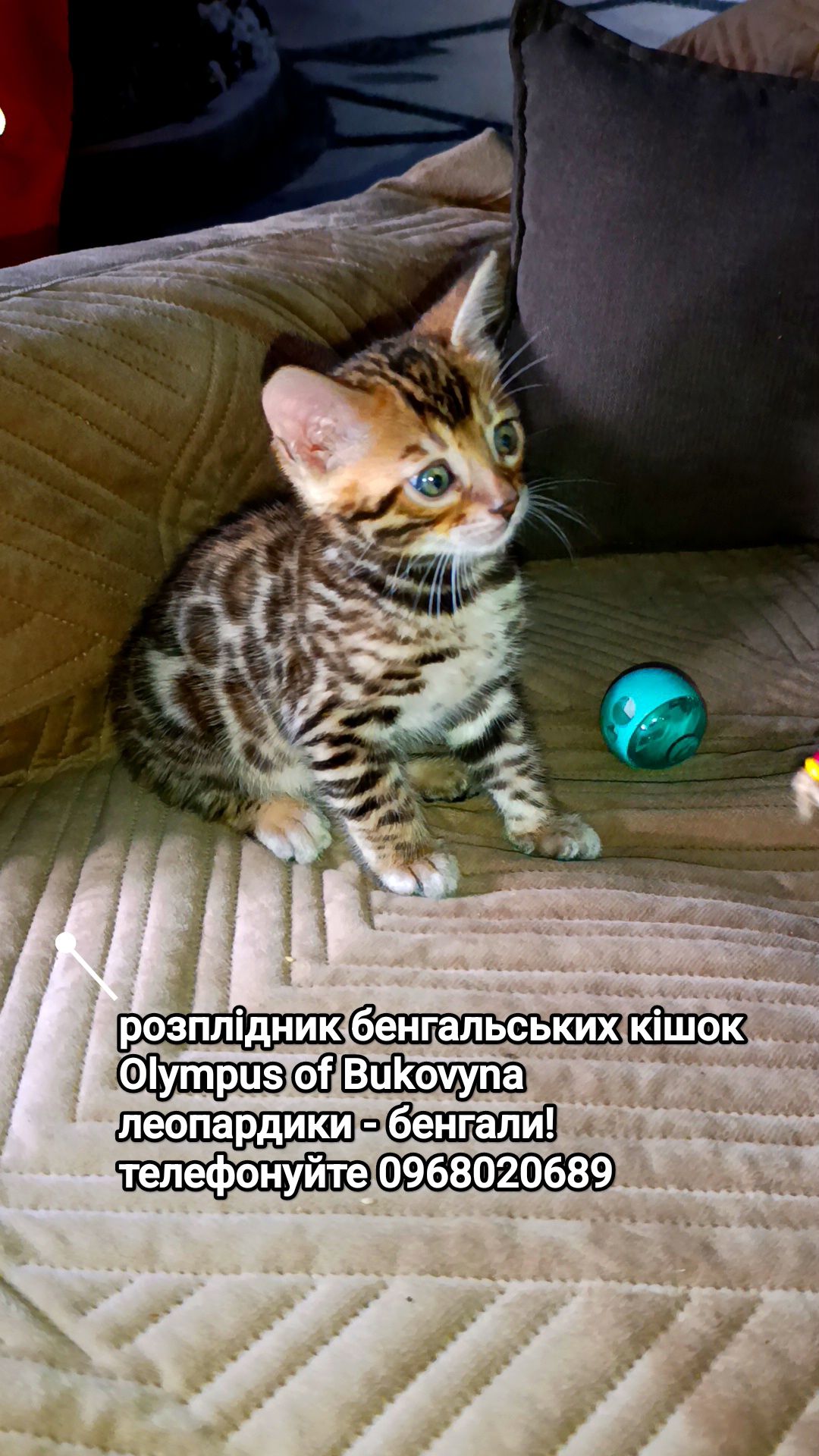 Леопардики офіційний розплідник Olympus of Bukovyna