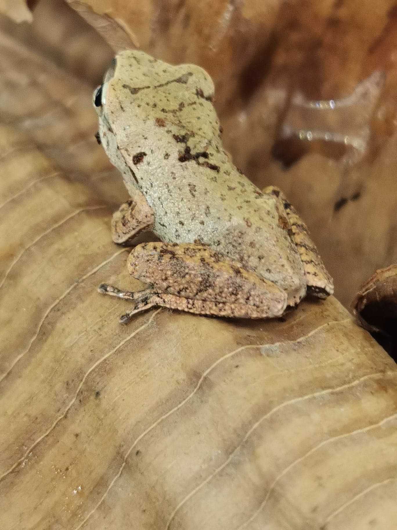 Bambusowa żaba latająca Polypedates leucomystax