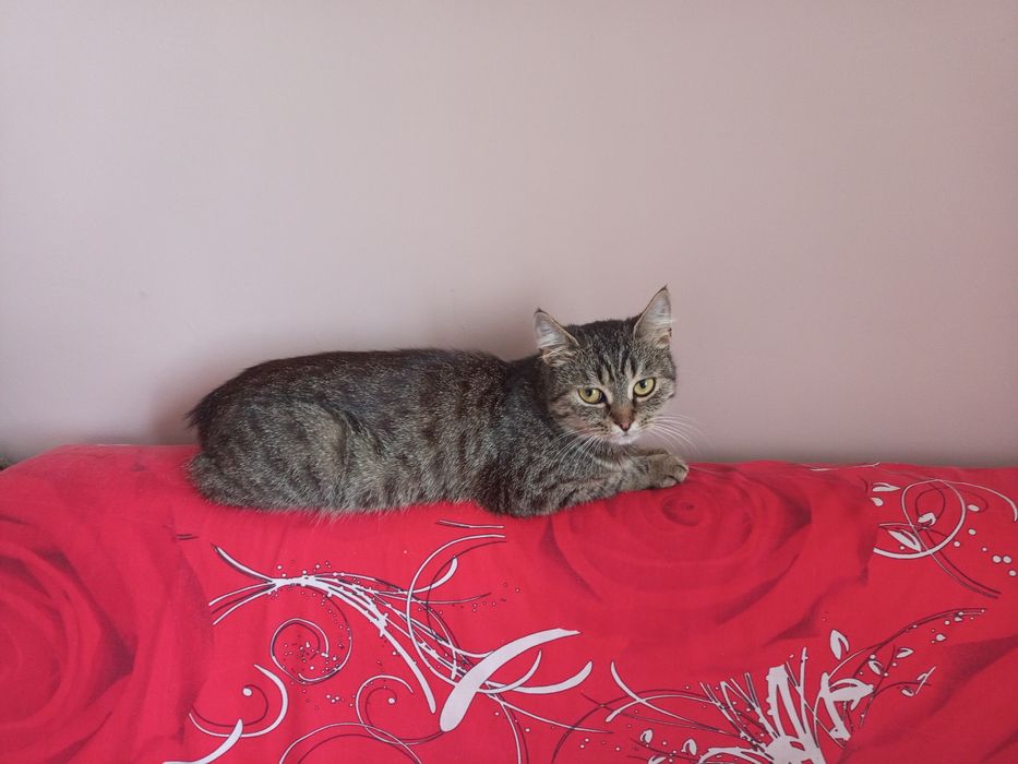 Ласкава кішечка шукає сім'ю