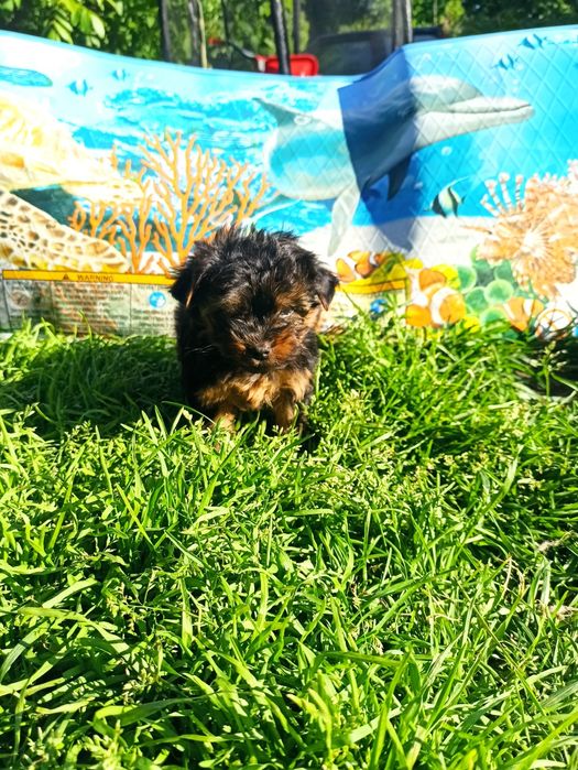 Йорік малюк хлопчик