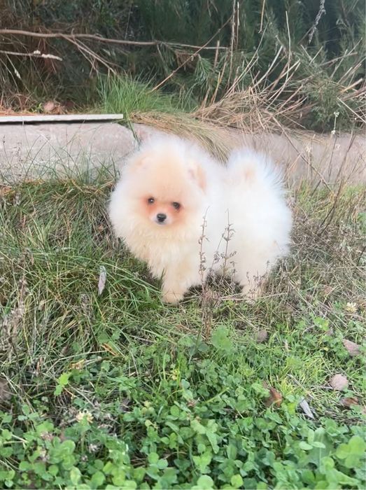 Маленький клубочок щастя