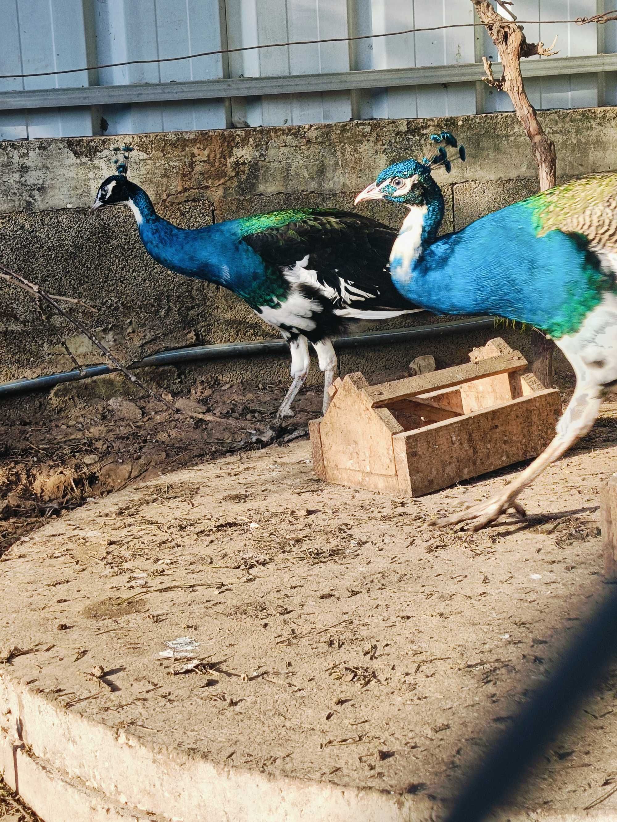 Pavões real azul