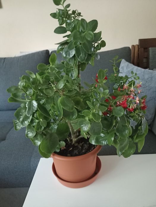 Dorodny KWIAT Kalanchoe Kwitnący w pięknej doniczce , wys.50 cm_