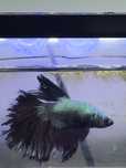 Betta macho meia lua