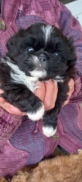 Продам  цуценя пекінеса