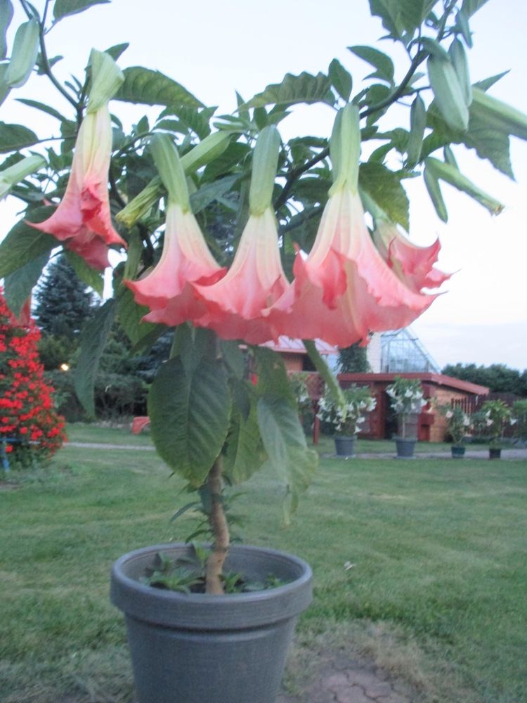 Datura -brukmansja 10 szt patyki kolor mix