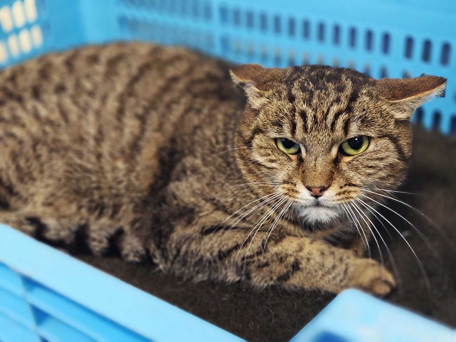 М"якенький смугастик, скромний котик Поль, кіт 1 рік
