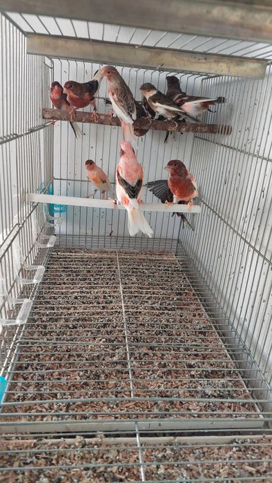 Canários alerquim português.