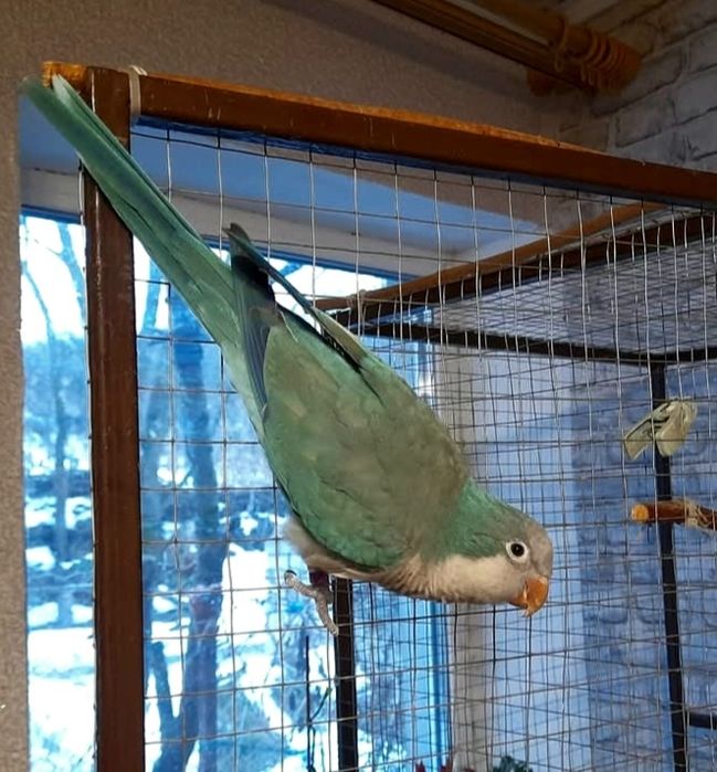 Клітка для птахів.Папуг. Каліта. Монахи.