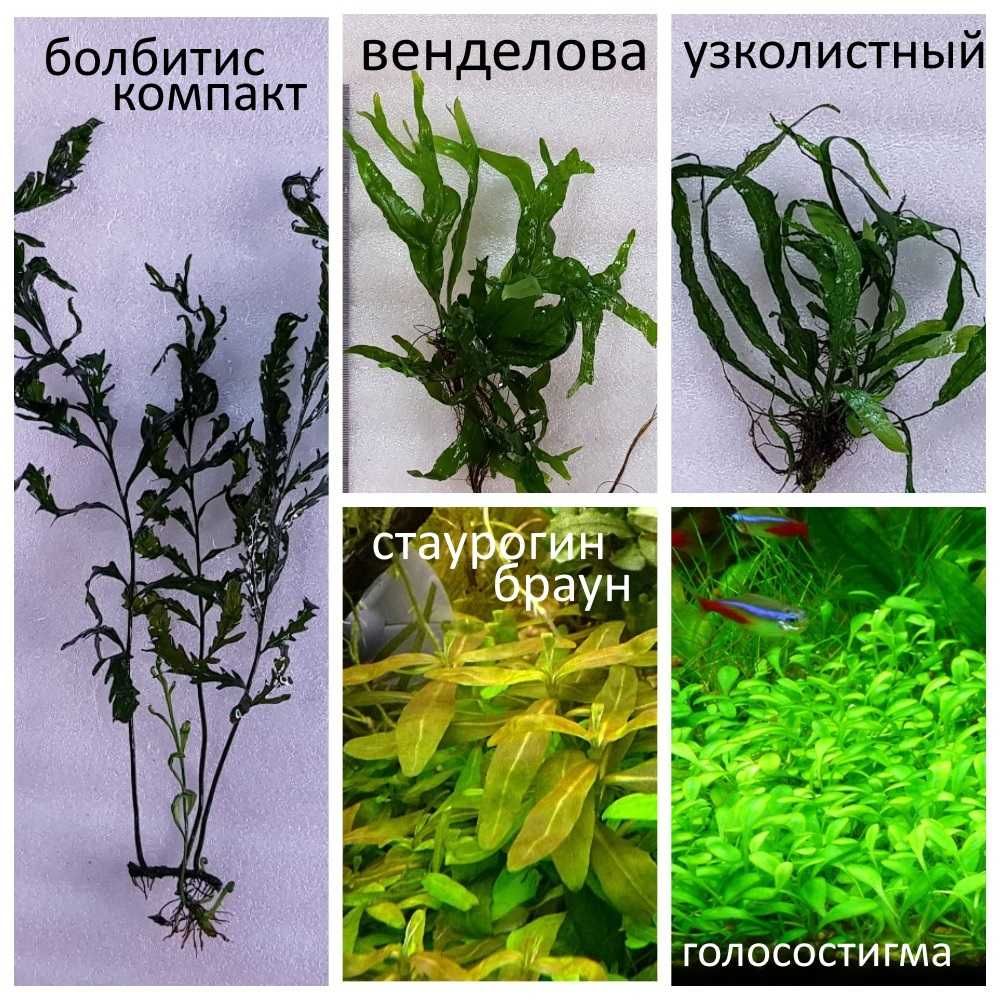 Аквариумные растения(Анубиас ,криптокорина ,буцефаландры.мох)