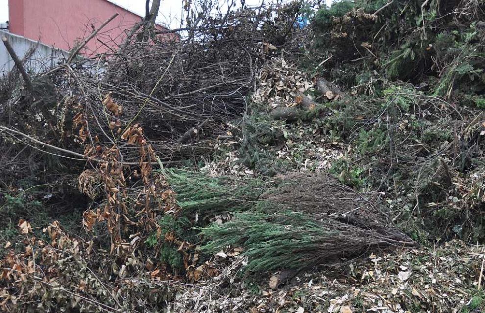 Wywóz utylizacja gałęzi liści krzaków krzewów drzew choinek śmieci