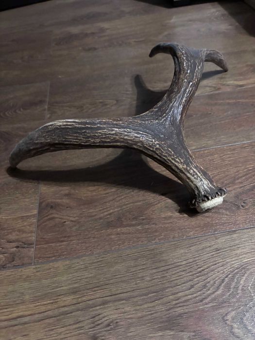 Продам роги оленя