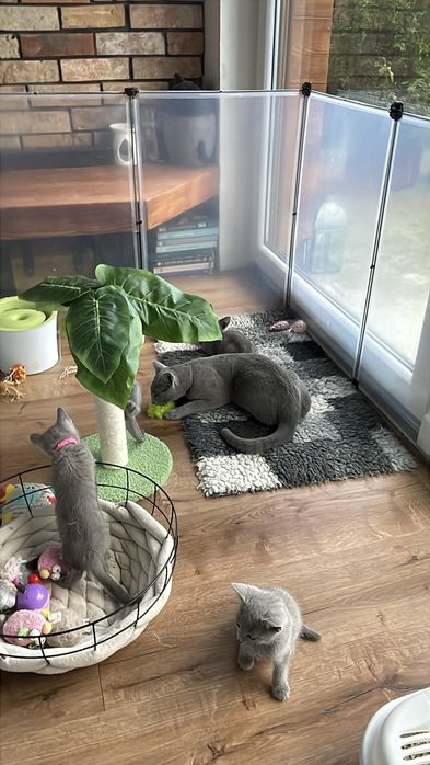 Koty, kocięta, koteczki Rosyjskie Niebieskie z rodowodem WCF