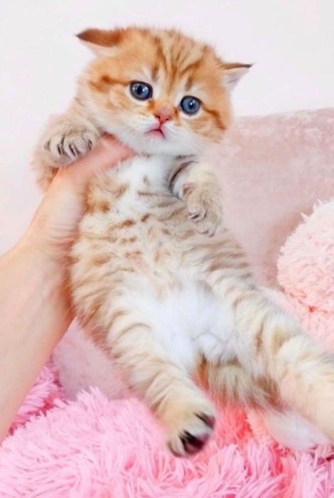 Очаровашка девочка медвежонок