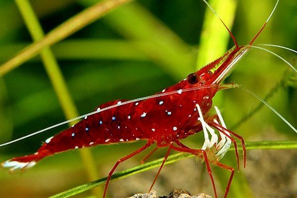 krewetka cardinal sulawesi