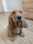 Cocker spaniel angielski -piesek