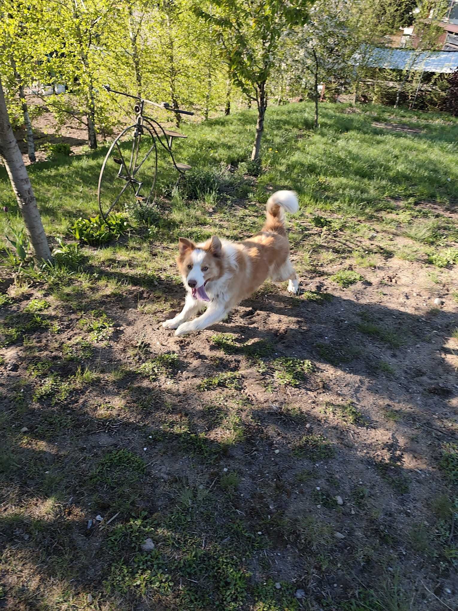 Border Collie ee red