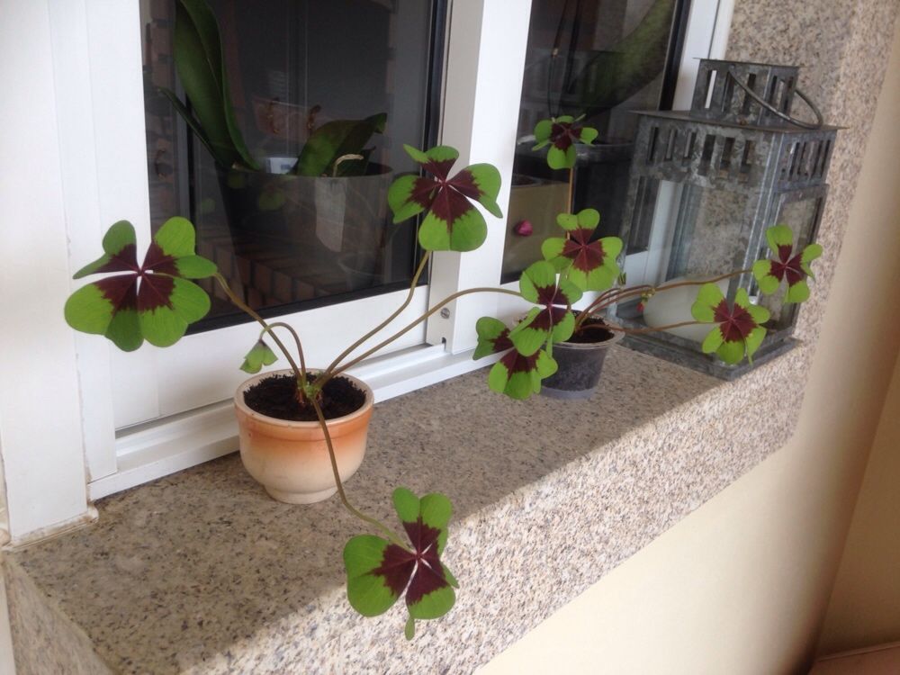 Plantas  trevos de 4 folhas