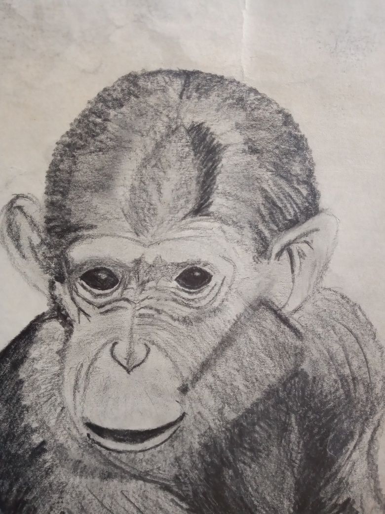 Rysunek ołówkowy małpa