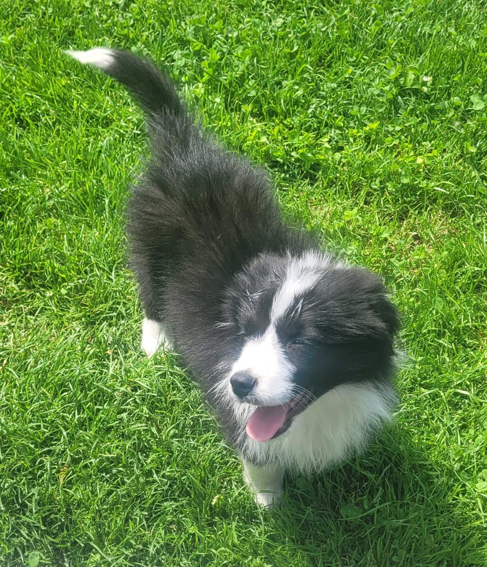Border collie z metryka Fci.Okazja!