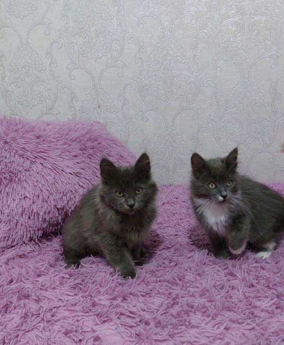 Віддамо грайливих кошенят