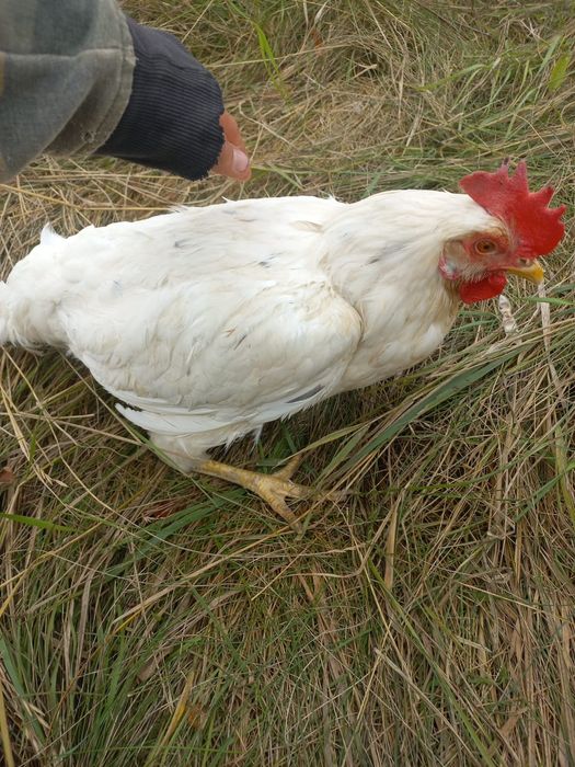 Sprzedam  kury sandy