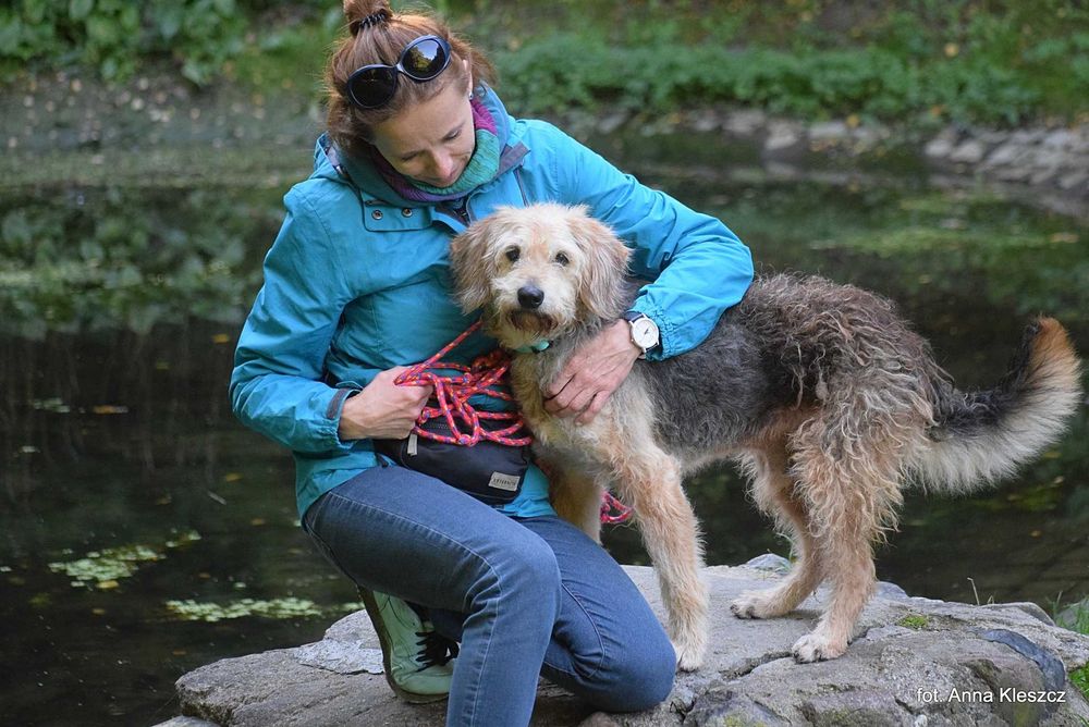 Taco – 10-letni terier, 17 kg, szuka spokojnego domu