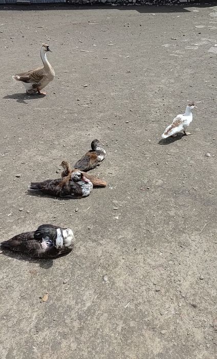 Kaczki Francuzkie I karasie koi