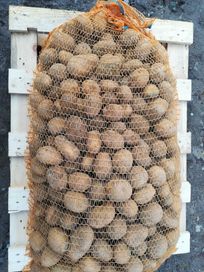 Ziemniaki jadalne wielkość sadzeniaka 30-55