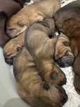 Shar pei wystawowe i nie tylko z Rodowodem FCI