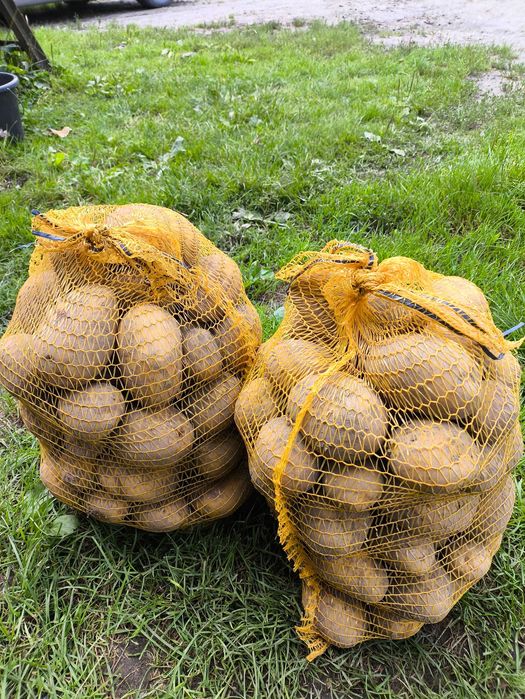 Ziemniaki bez nawozów na oborniku