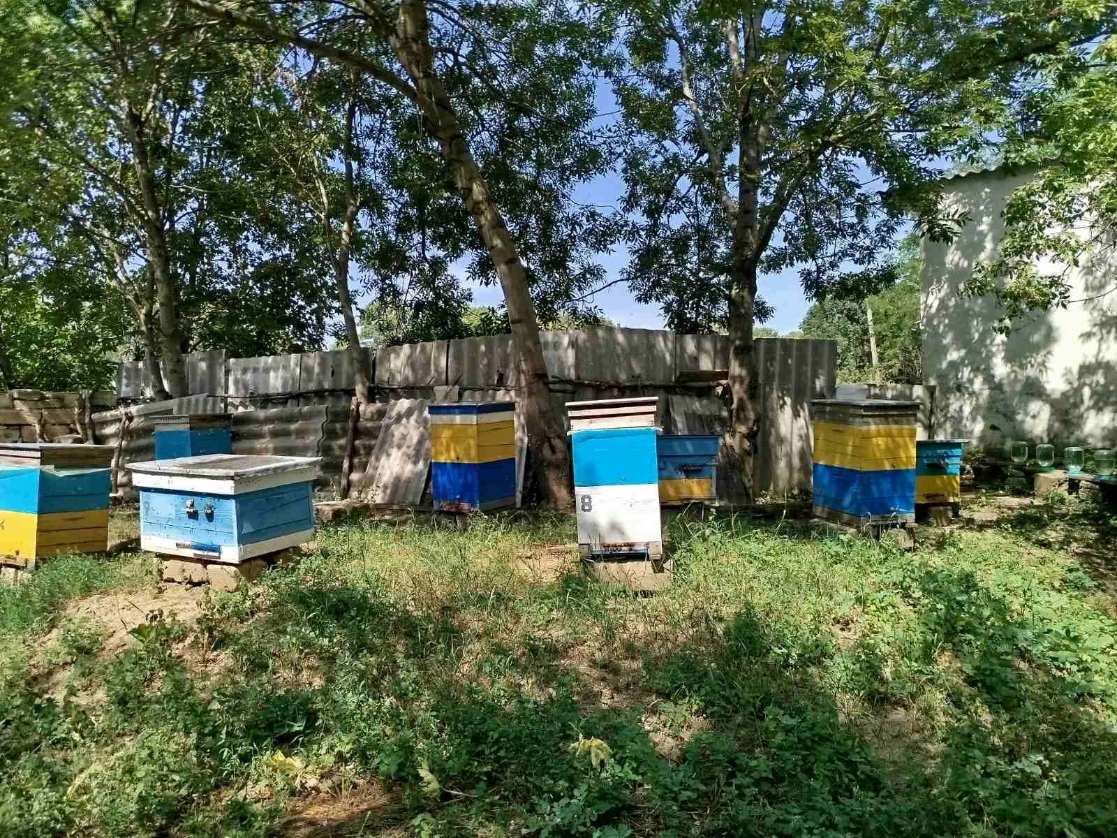 Продам готовий бізнес пасіку