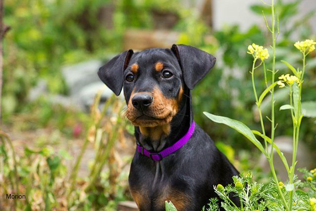 Німецький пінчер