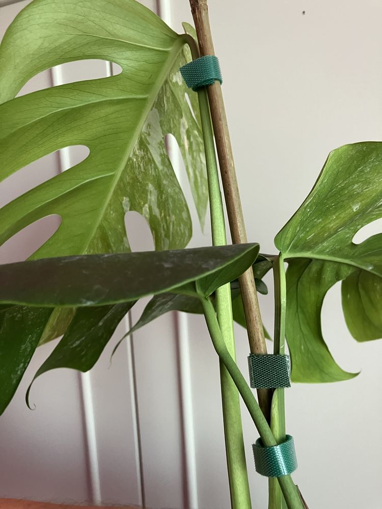Monstera Variegata