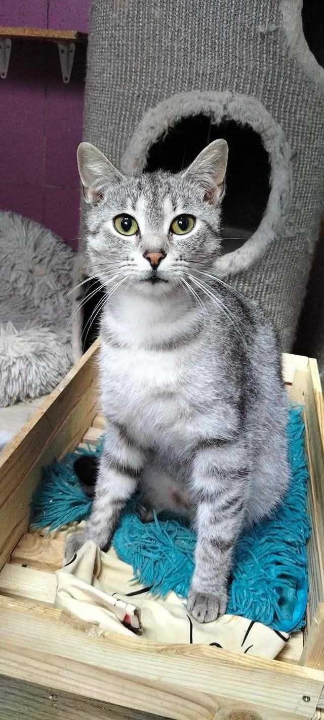 Adoptuj kotka z azylu