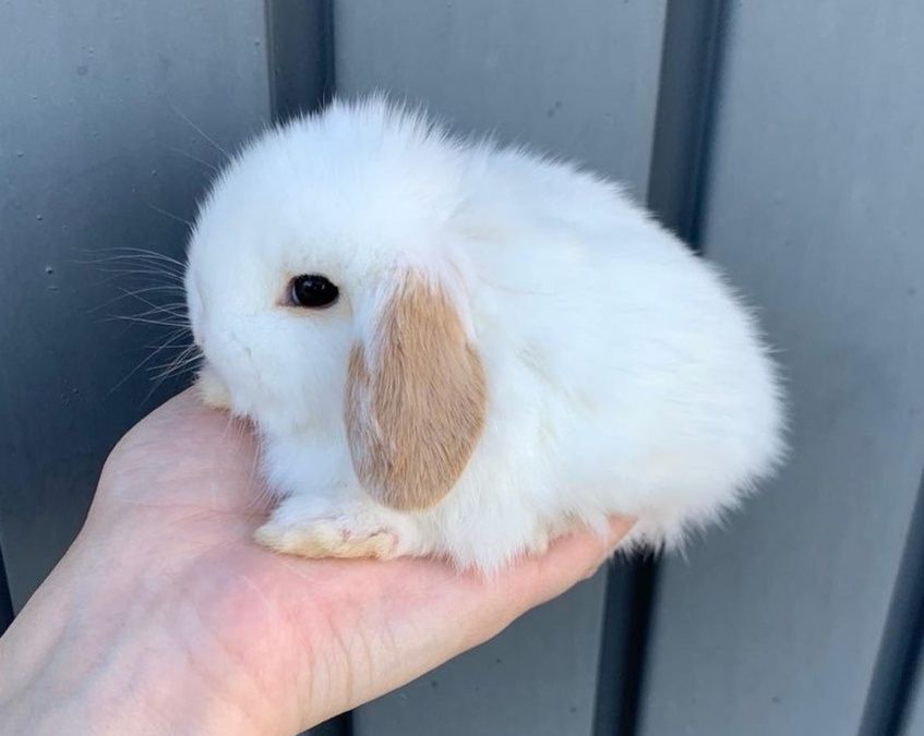 KIT Coelhos anões orelhudos, mini lop adoráveis e super inteligentes