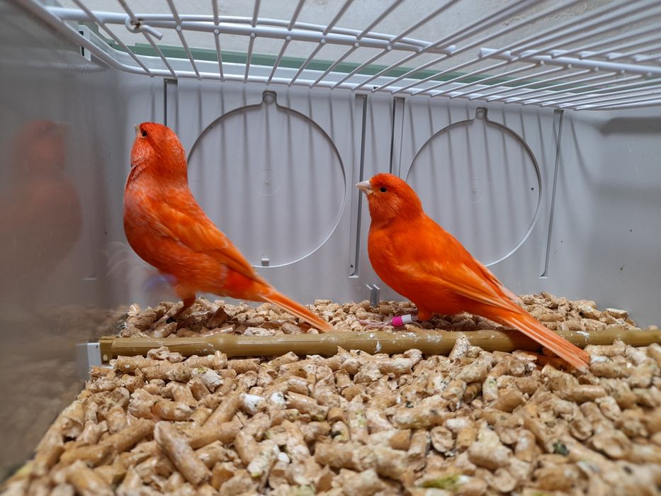 Kanarek/kanarki czerwone