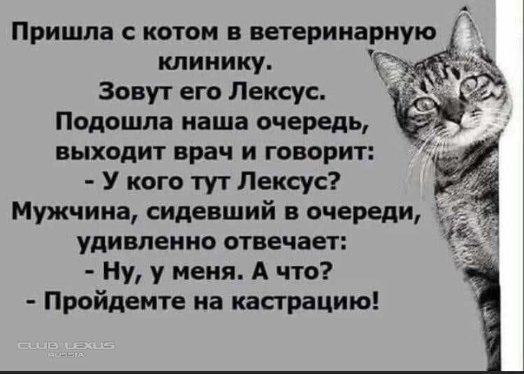 Вызов ветеринара на дом Днепр, Ветврач, Ветеринар Ветеринарная помощь