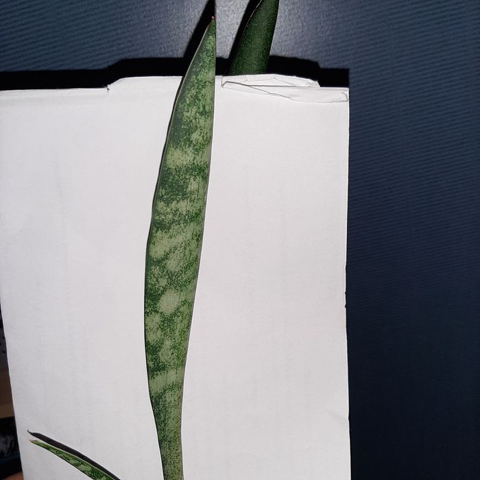 S. Balthasar,  Baltazar