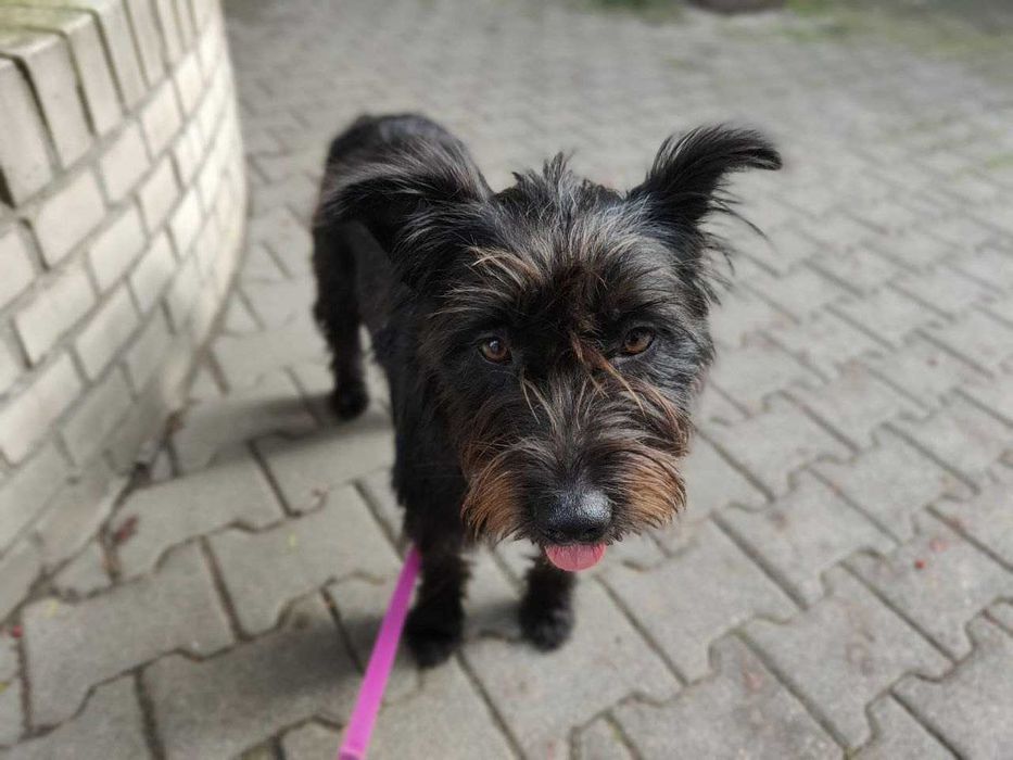 Młoda suczka w typie terierka do adopcji