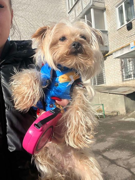 В‘язка , шукаємо супутницю