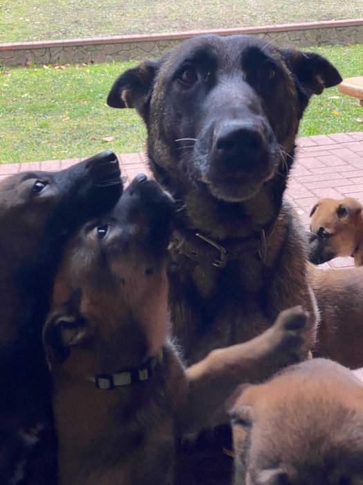 Елітні цуценята малінуа