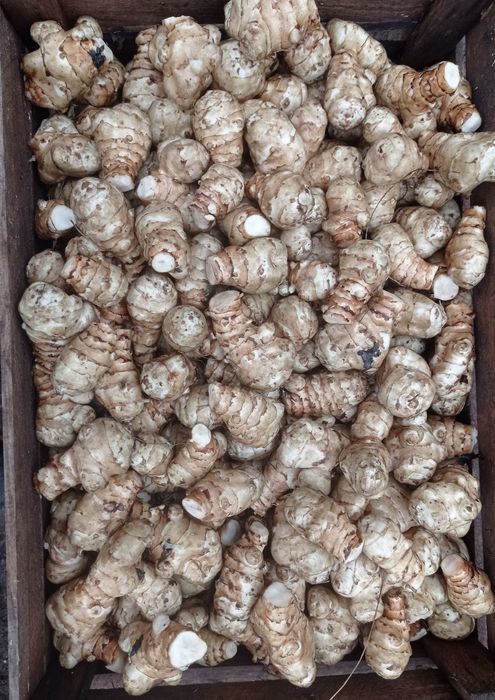 Топинамбур земляна груша на посадку і для їжі сорт київський білий