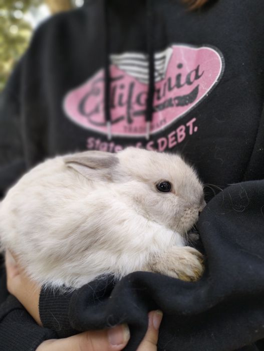 Coelhos anões bebes