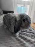 Królik baranek mini lop