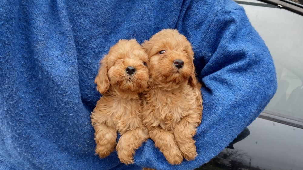 Хлопчики той пуделів