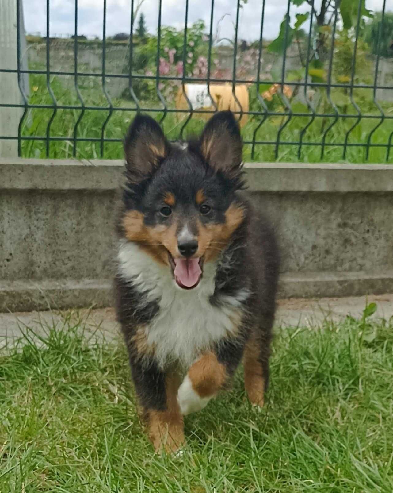 Owczarek Szetlandzki Sheltie Piesek trikolor ZKwP/FCI
