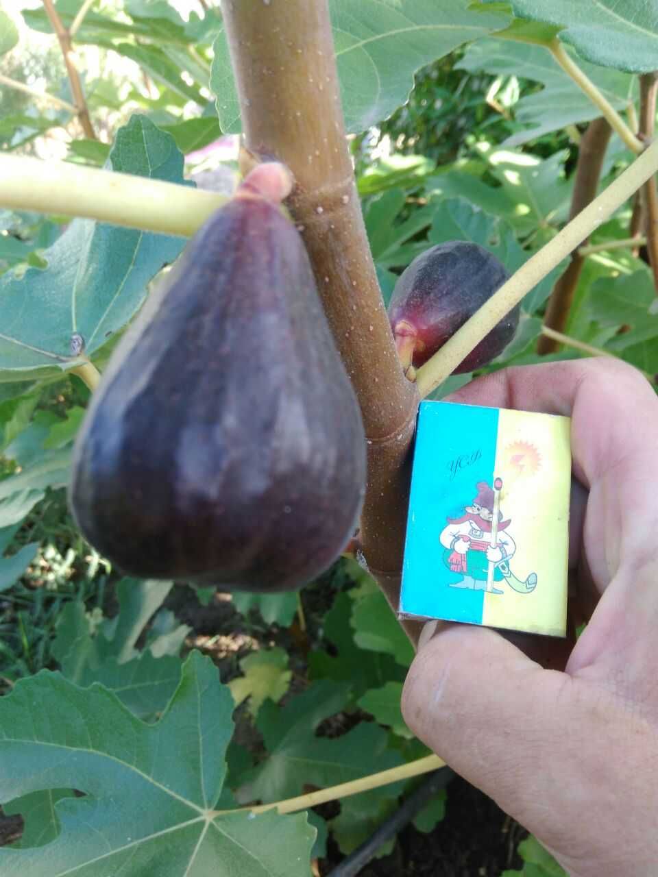 Вишня.черешня.шелковица.ежевика продам