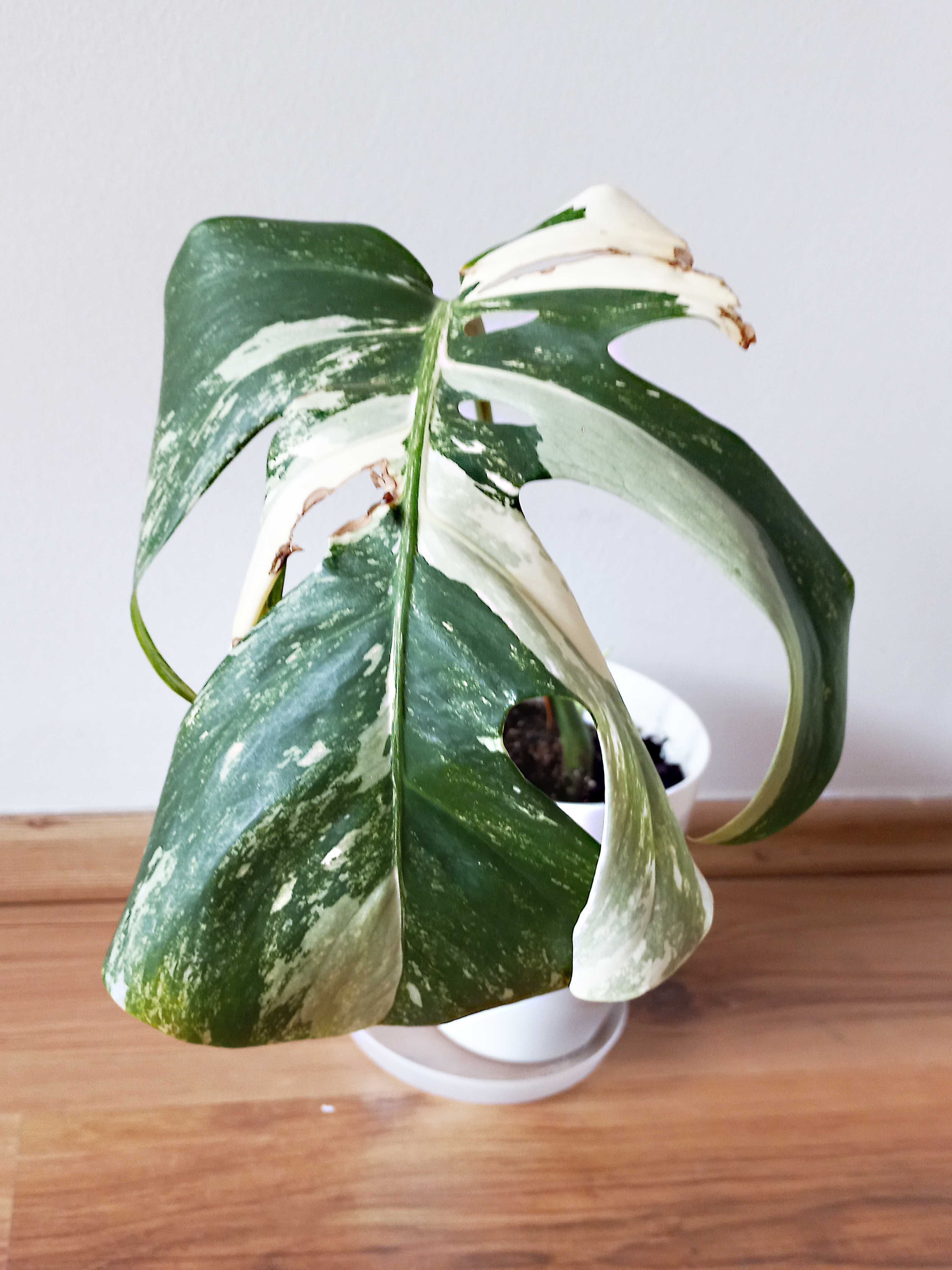 Monstera Variegata – sadzonka z nowym liściem.