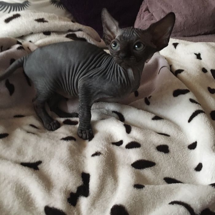 Канадский сфинкс